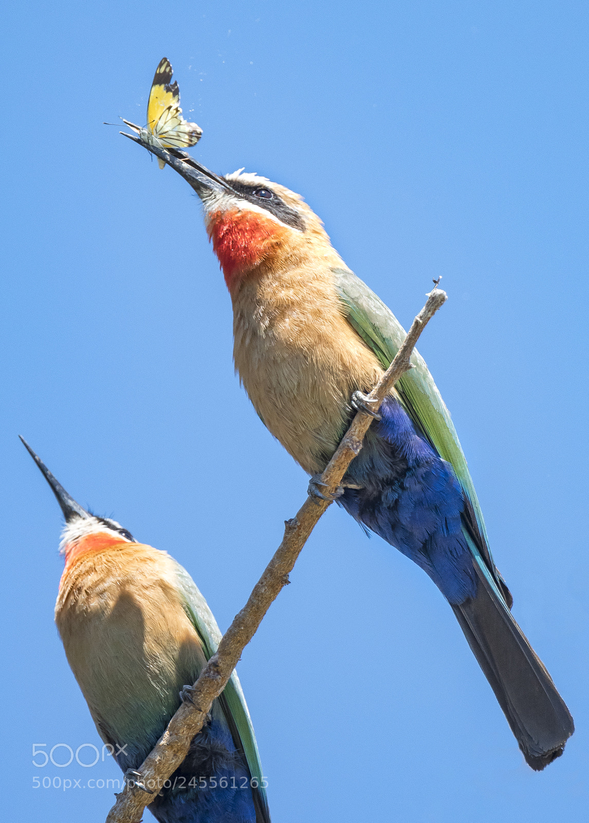 Nikon D500 sample photo. More bee eater action photography