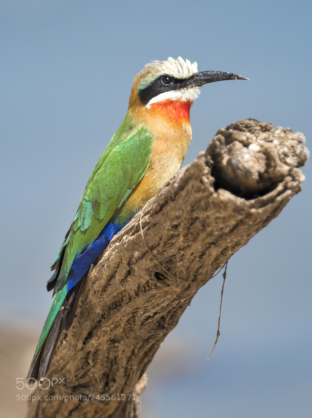 Nikon D500 sample photo. More bee eater action photography
