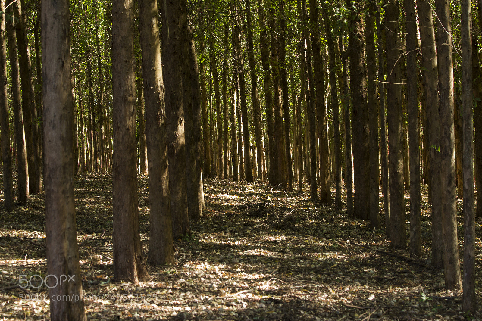 Canon EOS 60D sample photo. Img photography