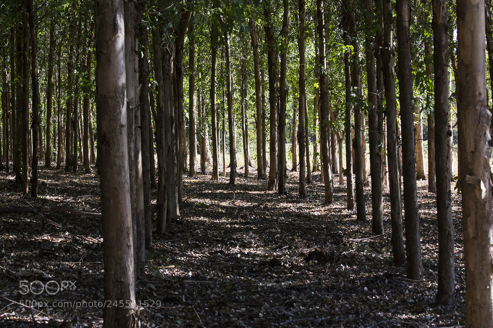 Canon EOS 60D sample photo. Img photography