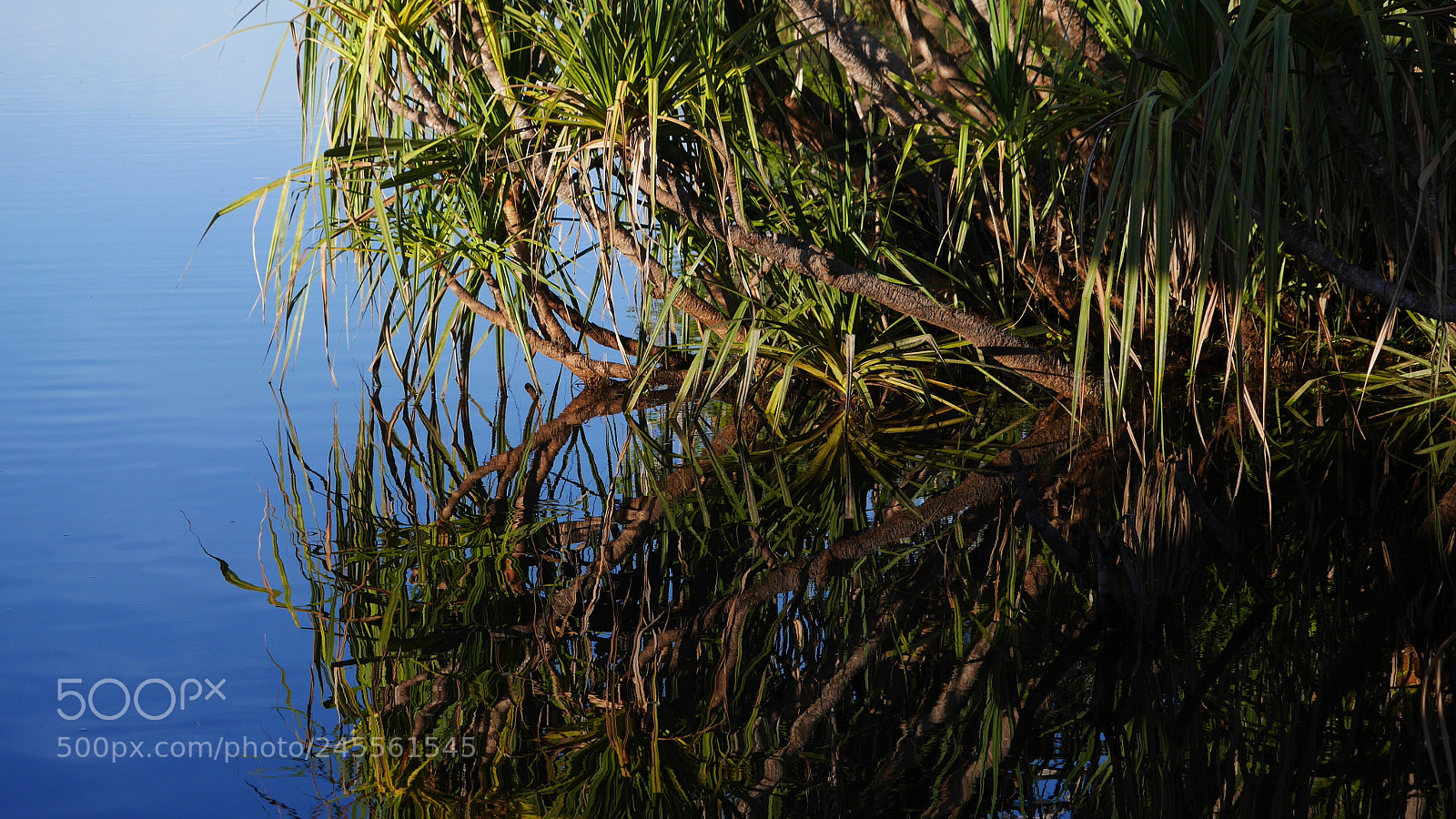Panasonic Lumix DMC-GX7 sample photo. Banyanmirror photography