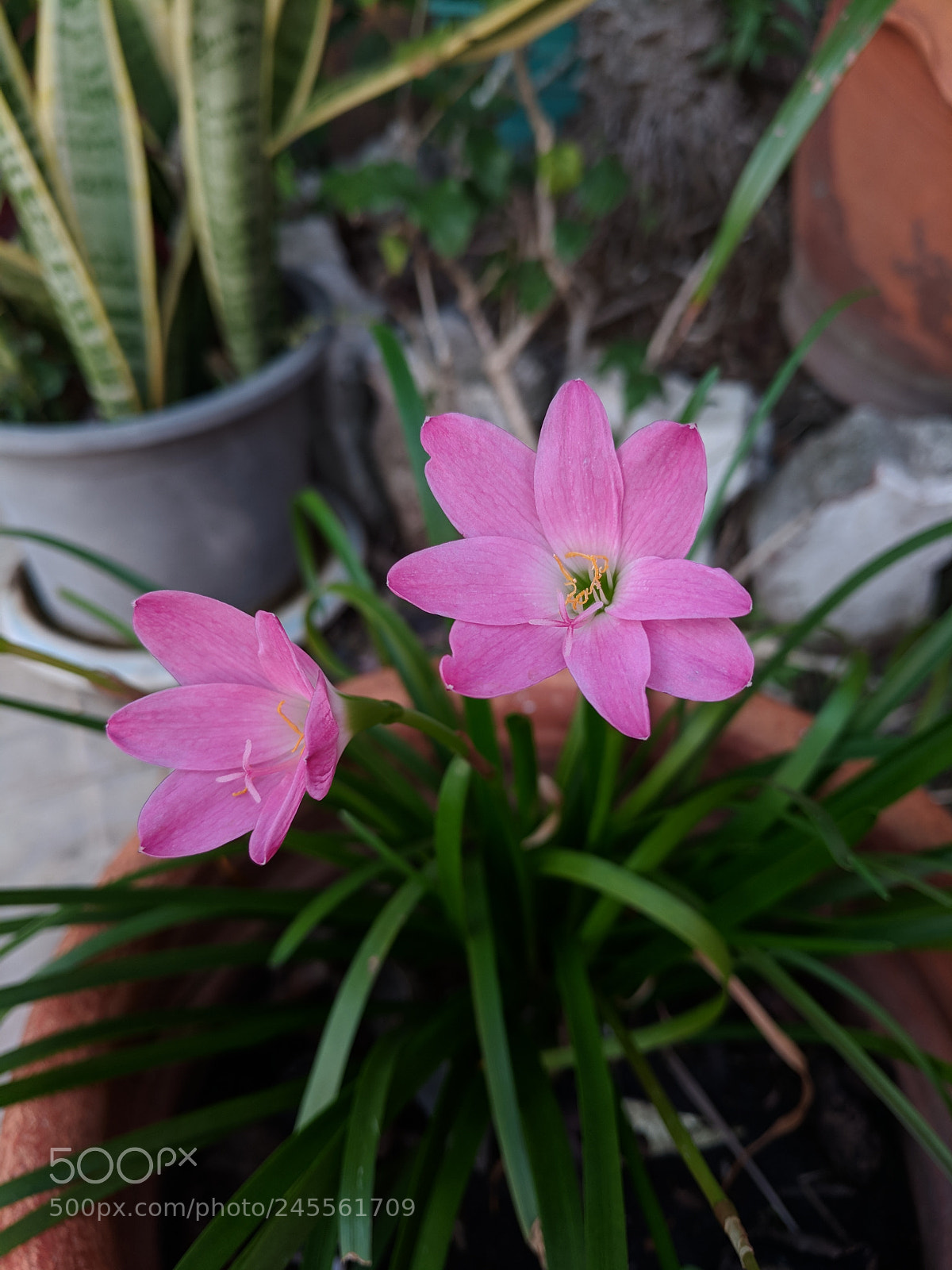 Google Pixel sample photo. Good morning photography