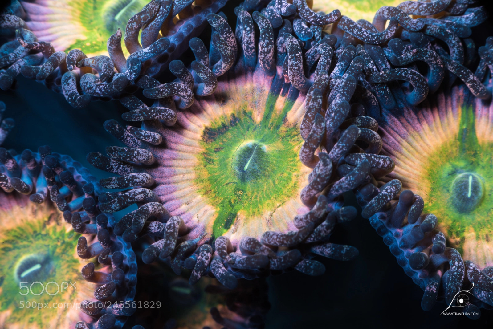 Nikon D810 sample photo. Zoanthids photography