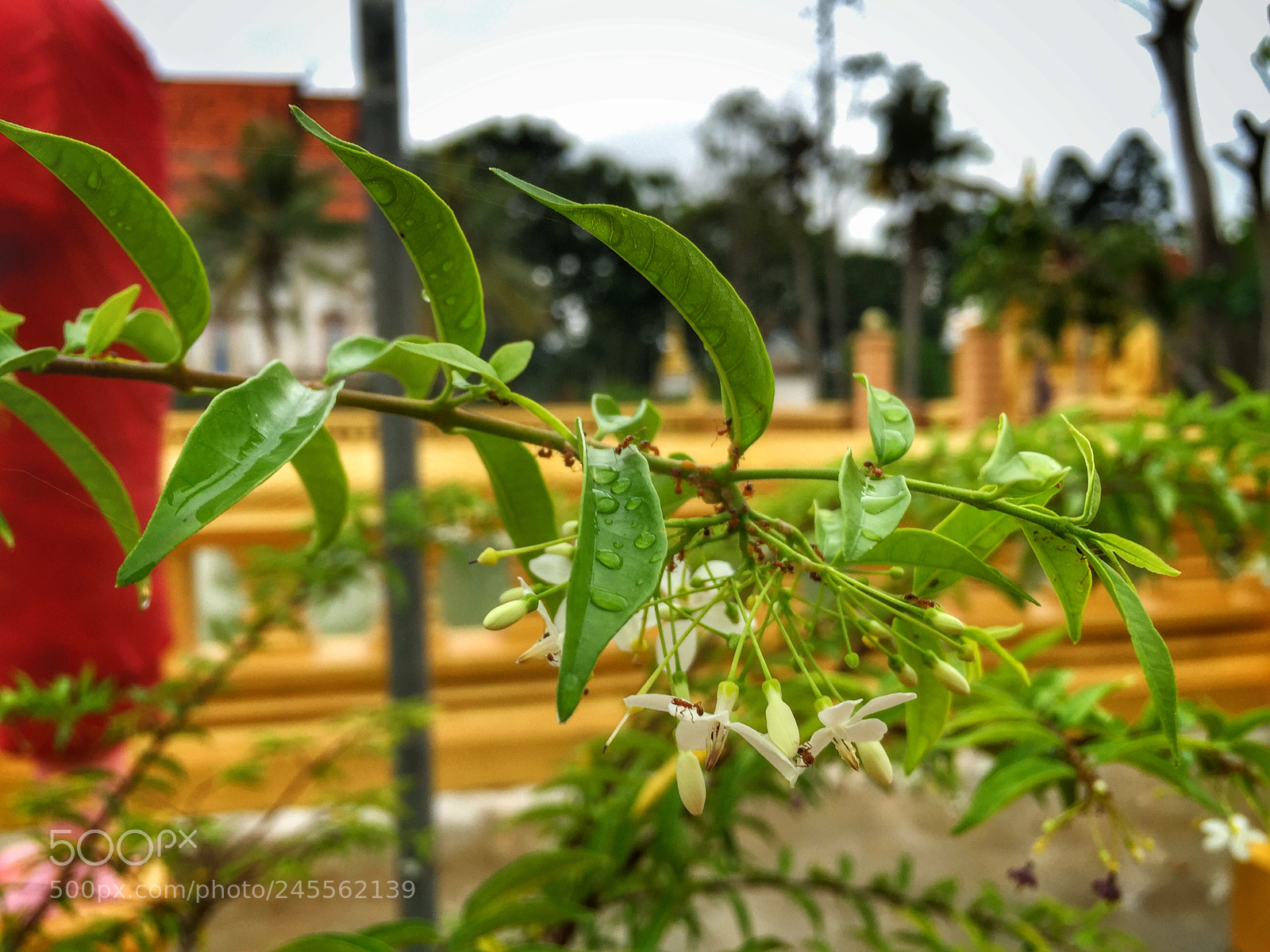 Apple iPhone 6 Plus sample photo. Untitled photography