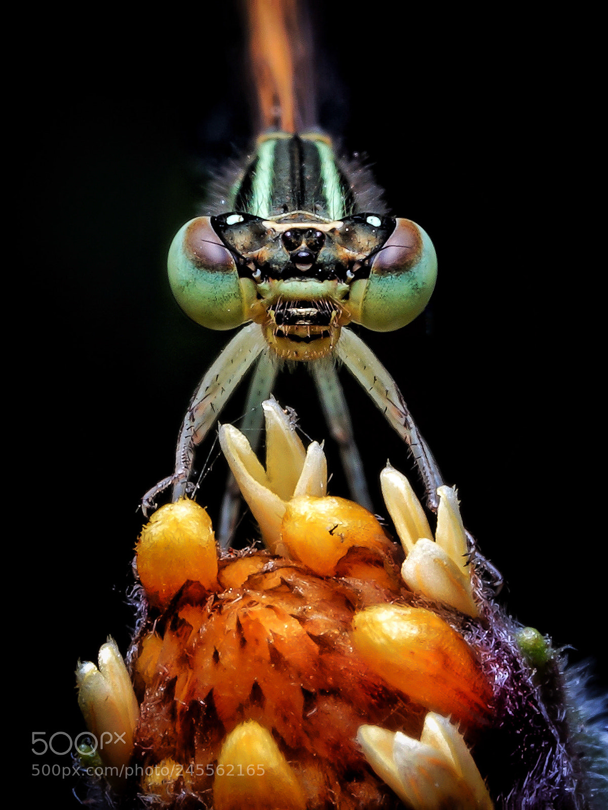 Sony a7R III sample photo. Damselfly photography