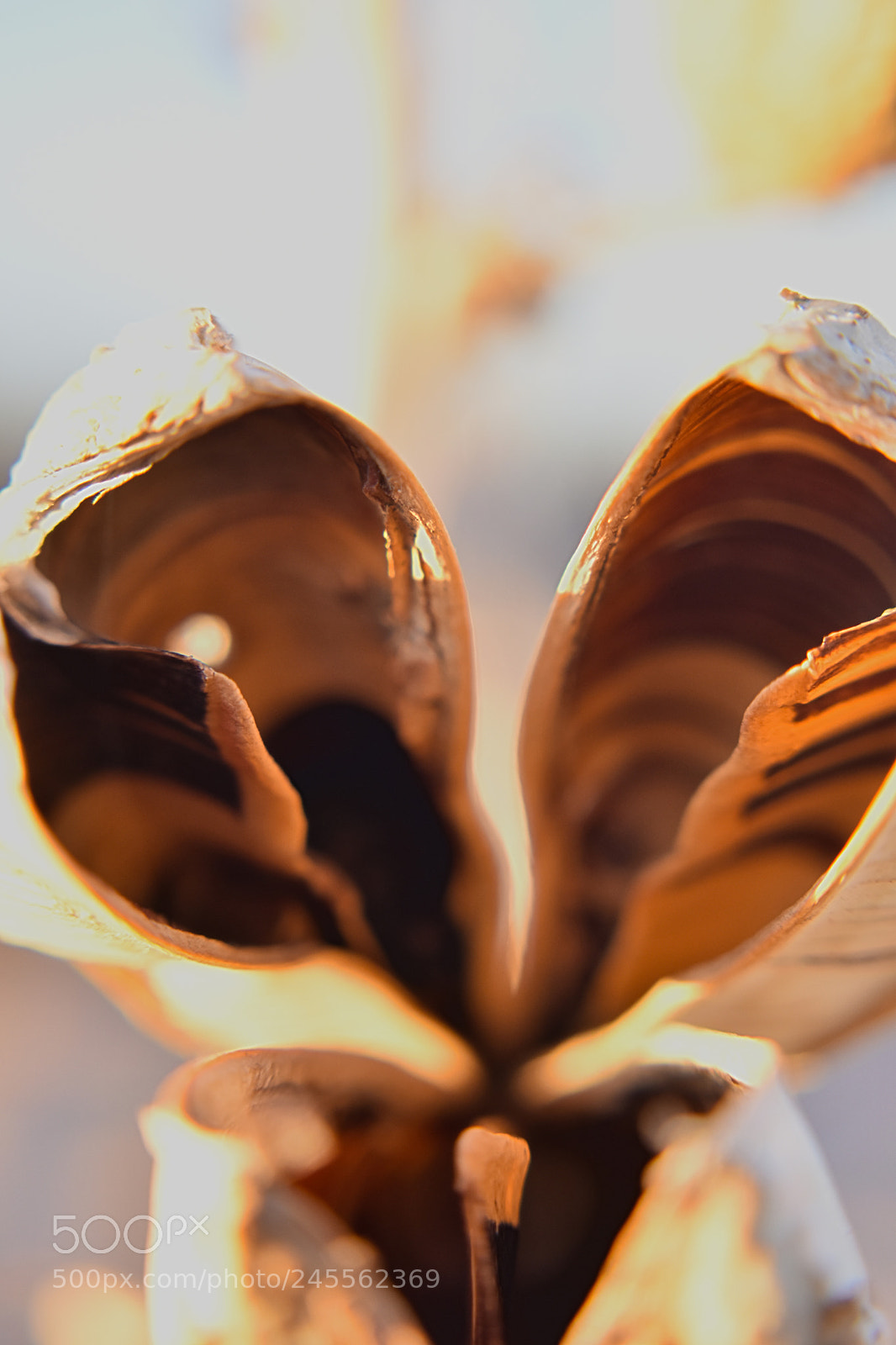Nikon D5600 sample photo. Dead desert plant photography
