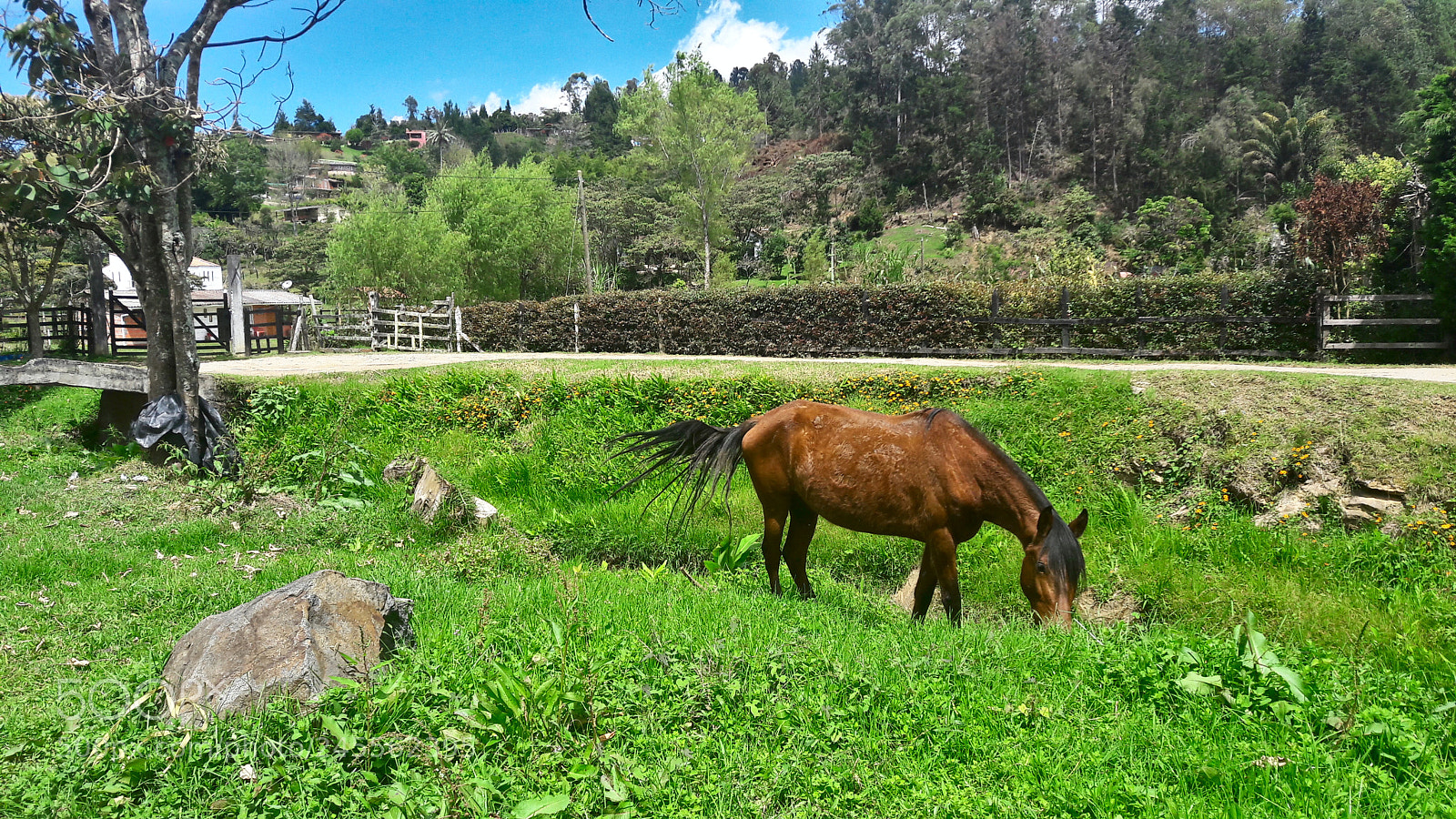 Samsung Galaxy A5(2016) sample photo. Horse time photography