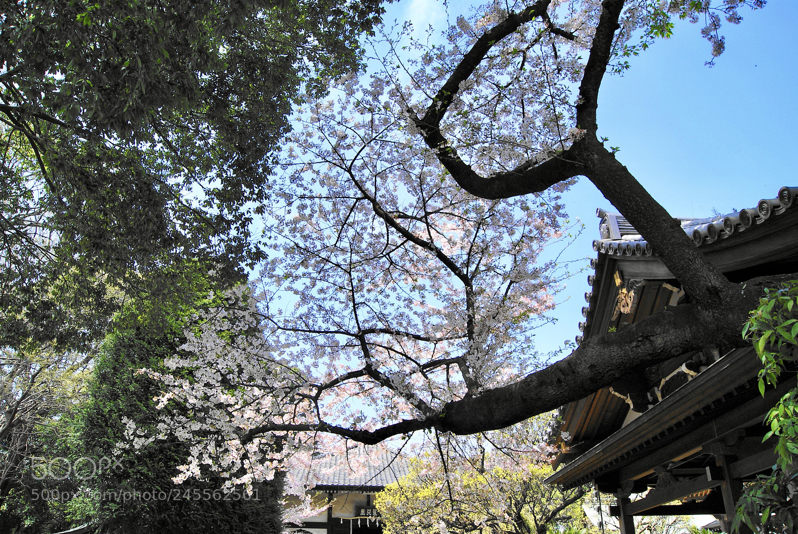 Sony Alpha DSLR-A330 sample photo. 荒行堂の桜 photography