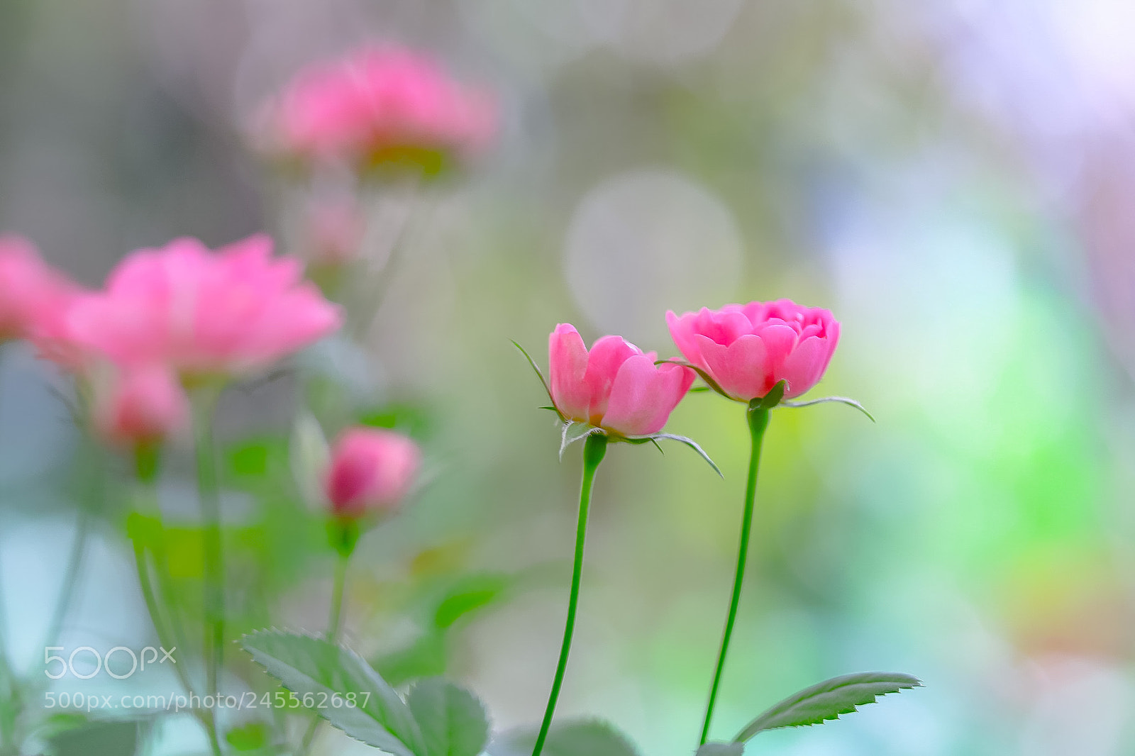 Canon EOS 760D (EOS Rebel T6s / EOS 8000D) sample photo. Love is like a photography