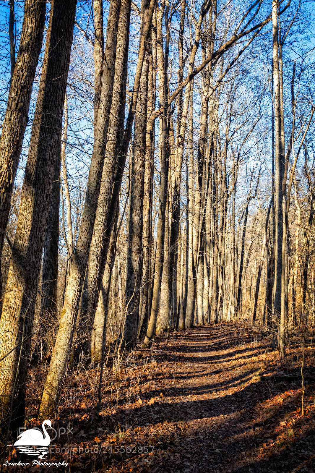 Nikon D5200 sample photo. Tree lined path photography