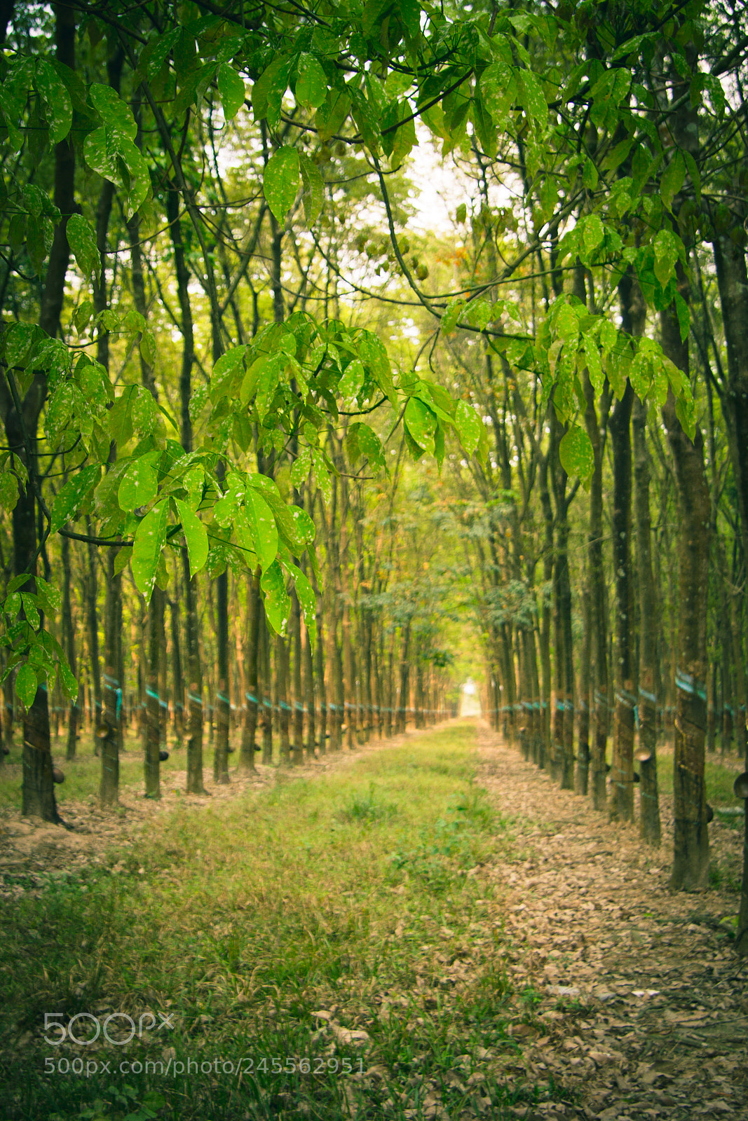 Canon EOS 60D sample photo. Green way to light photography