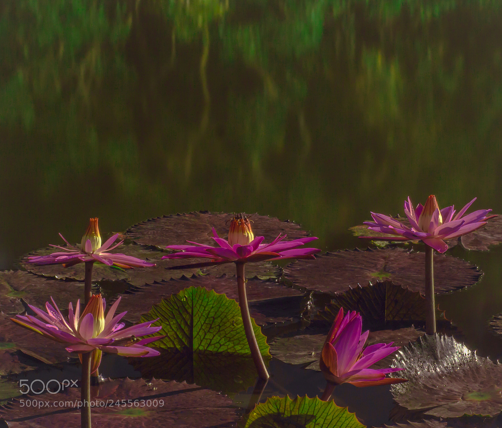 Canon EOS 600D (Rebel EOS T3i / EOS Kiss X5) sample photo. Night lotus photography