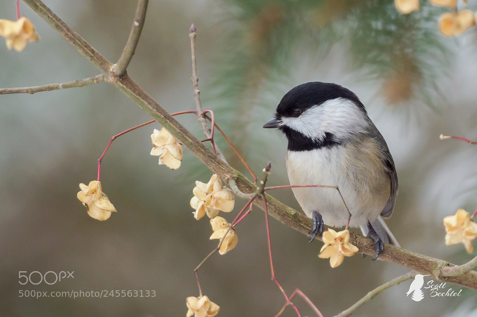 Olympus OM-D E-M1 Mark II sample photo. Black-capped chickadee photography
