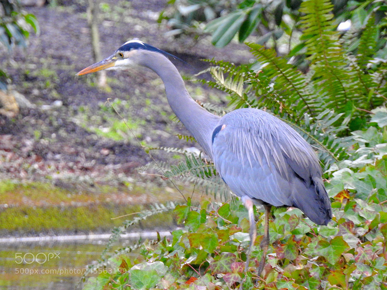 Nikon Coolpix P900 sample photo. Gb heron photography
