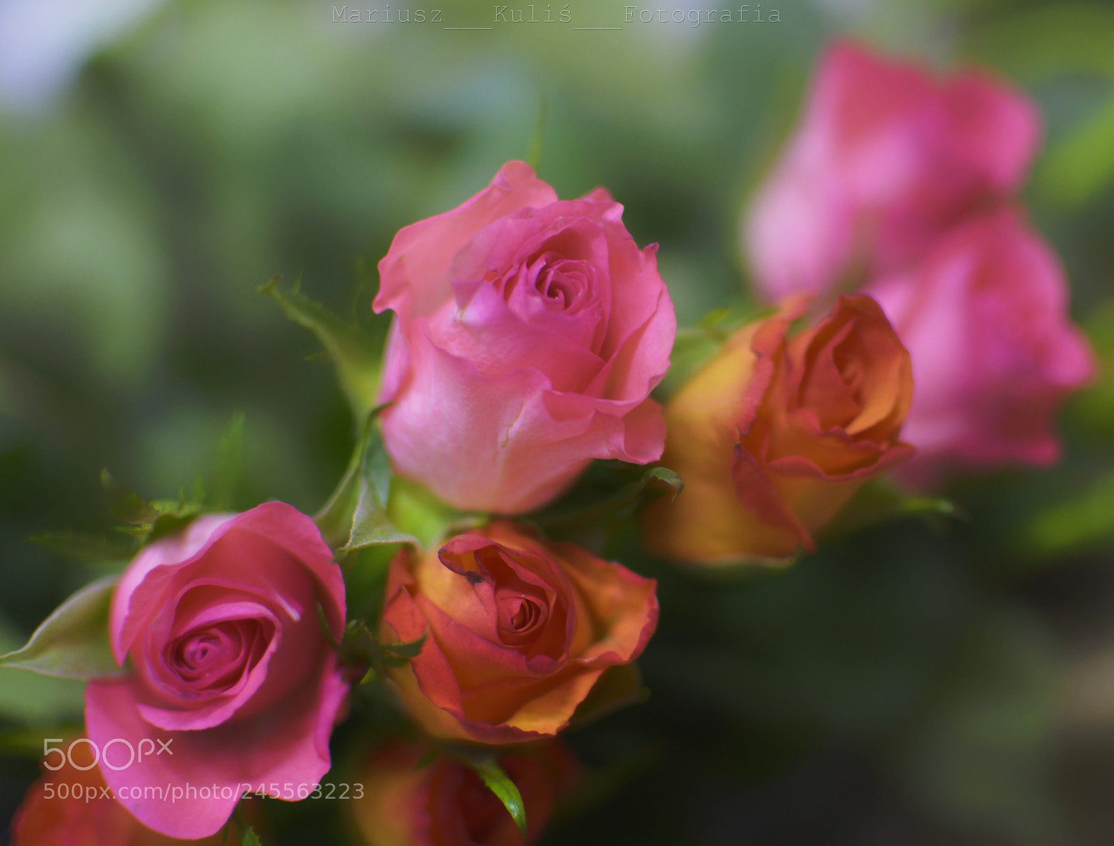 Nikon D5200 sample photo. Roses photography