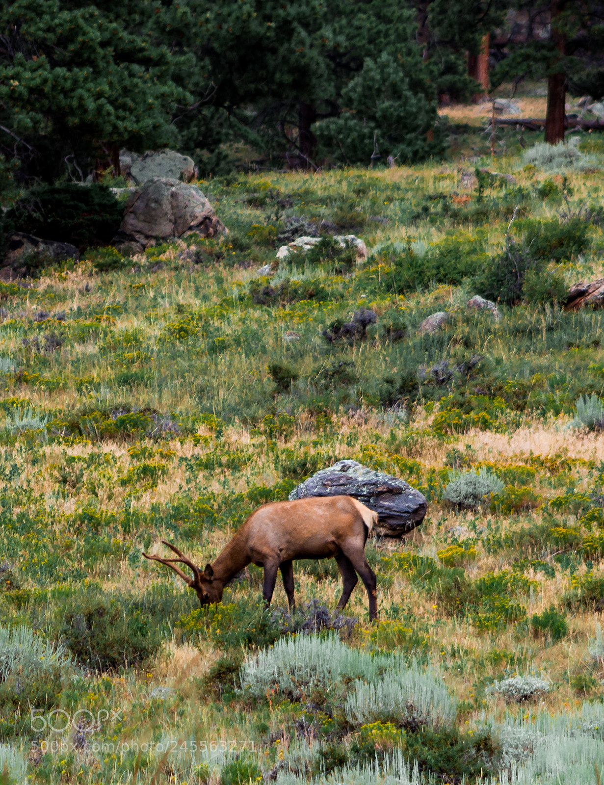 Canon EOS 1200D (EOS Rebel T5 / EOS Kiss X70 / EOS Hi) sample photo. Grazing elk in summer photography