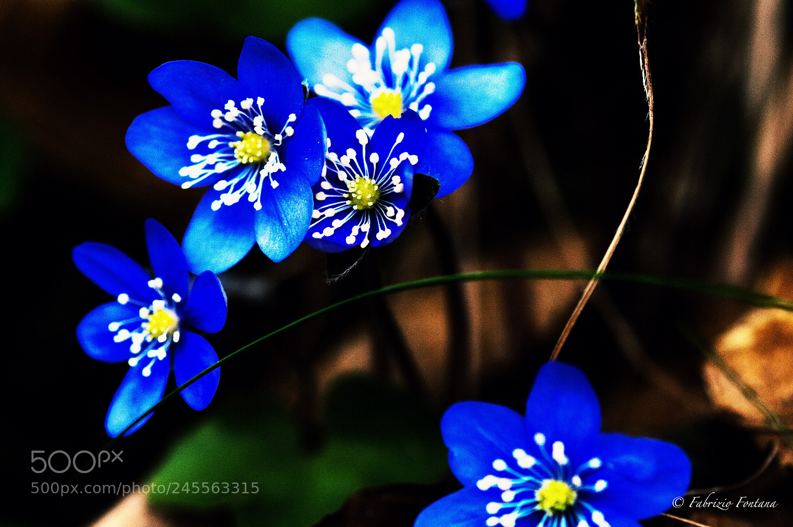Nikon D300S sample photo. Untitled photography