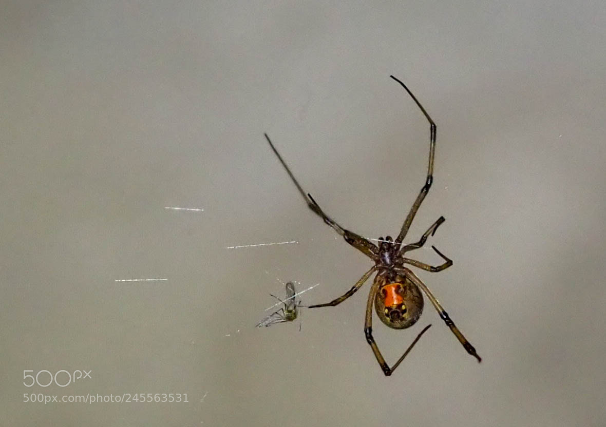 Olympus OM-D E-M10 III sample photo. Widow's lunch photography