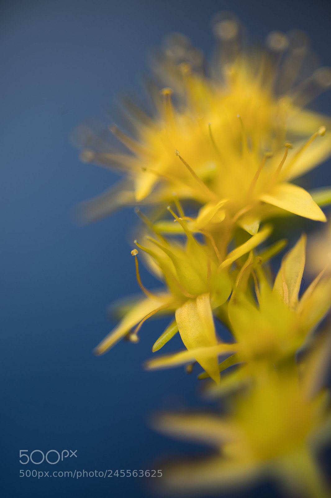 Nikon D810 sample photo. Winter floral photography