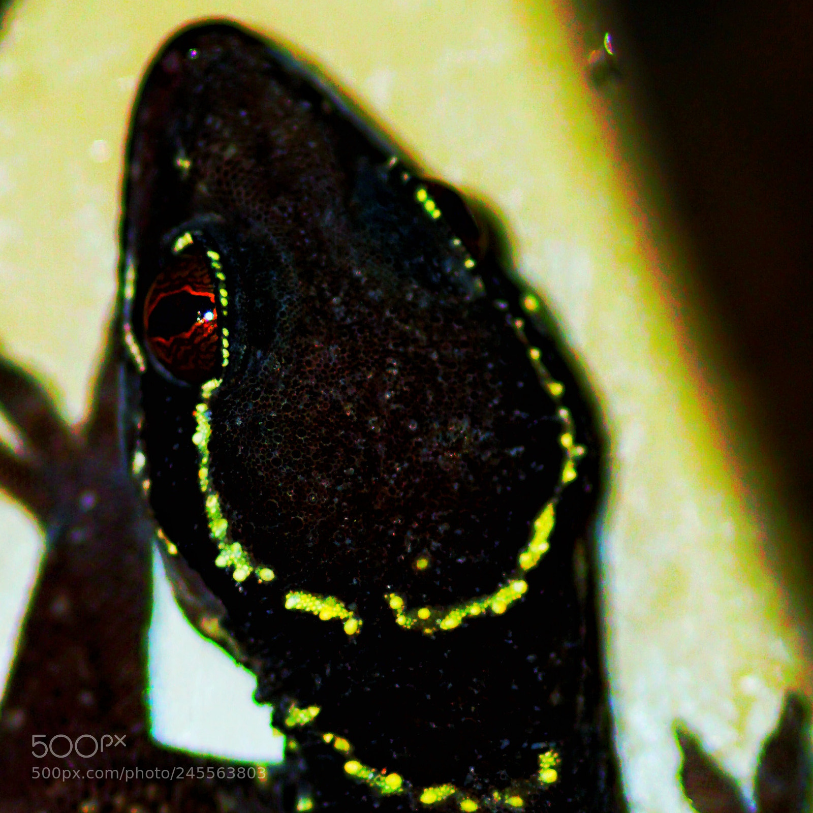 Sony a6300 sample photo. Hemidactylus kyaboboensis photography