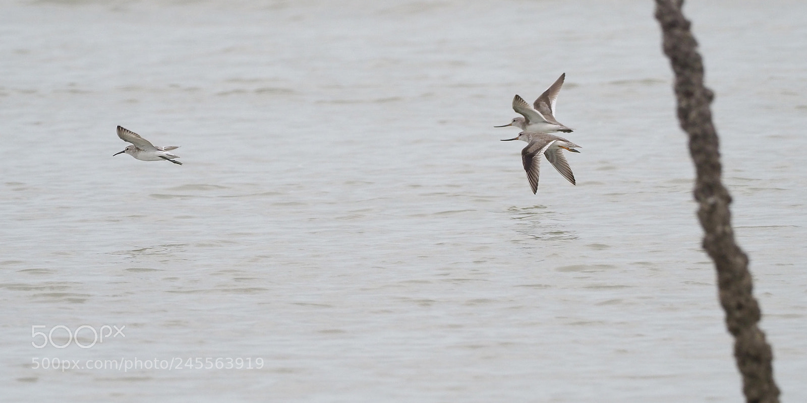 Olympus OM-D E-M1 Mark II sample photo. X-wings in hot pursuit! photography