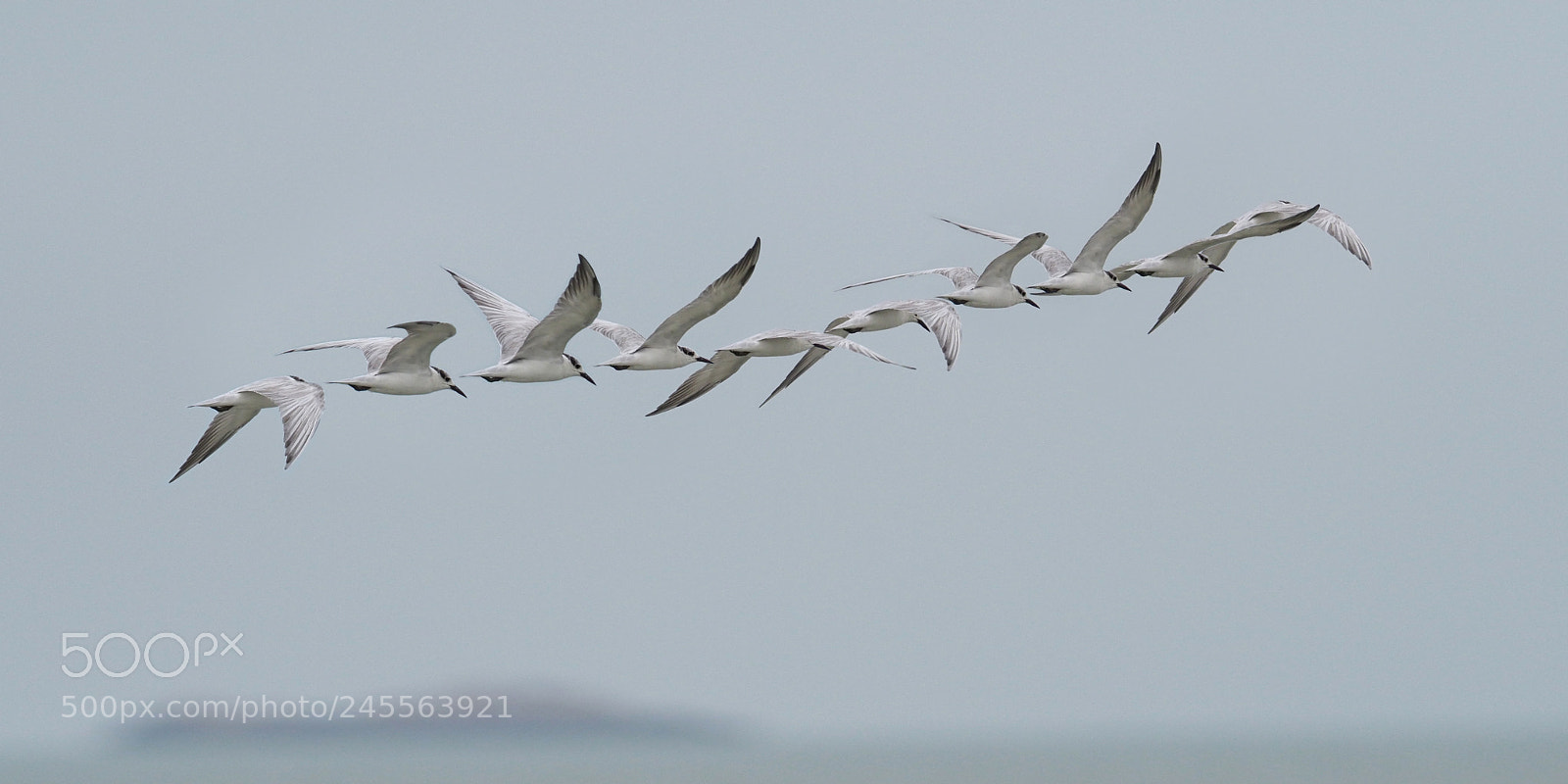 Olympus OM-D E-M1 Mark II sample photo. Flight sequence of a photography