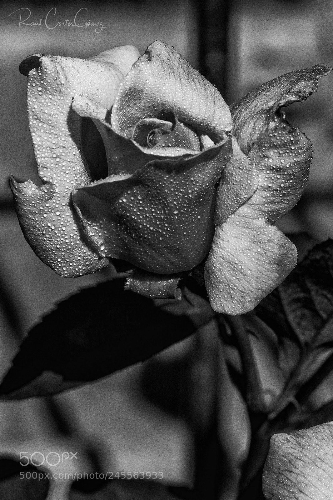 Nikon D7100 sample photo. Rosa b/w photography