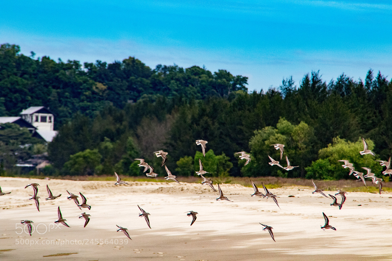 Canon EOS 7D Mark II sample photo. Beach birds - borneo photography