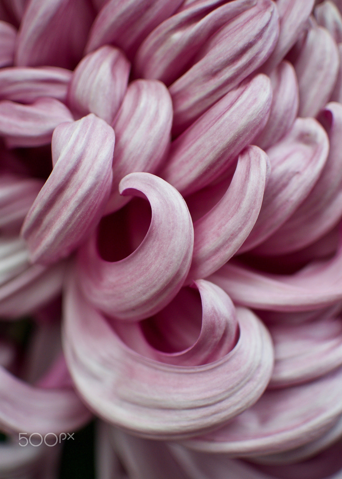 Nikon 1 J2 sample photo. Chrysanthemum details photography