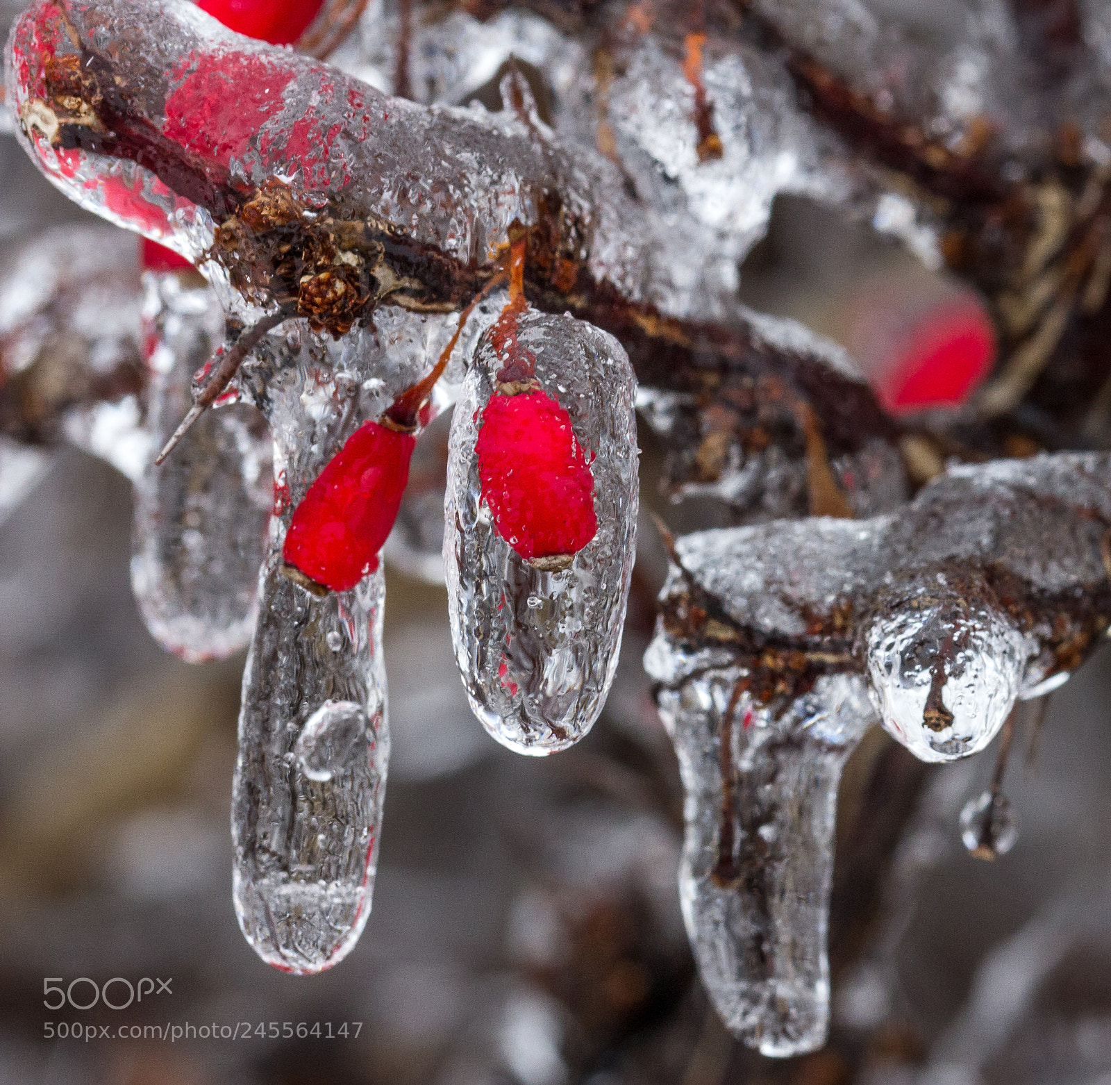 Canon EOS 60D sample photo. Frozen photography