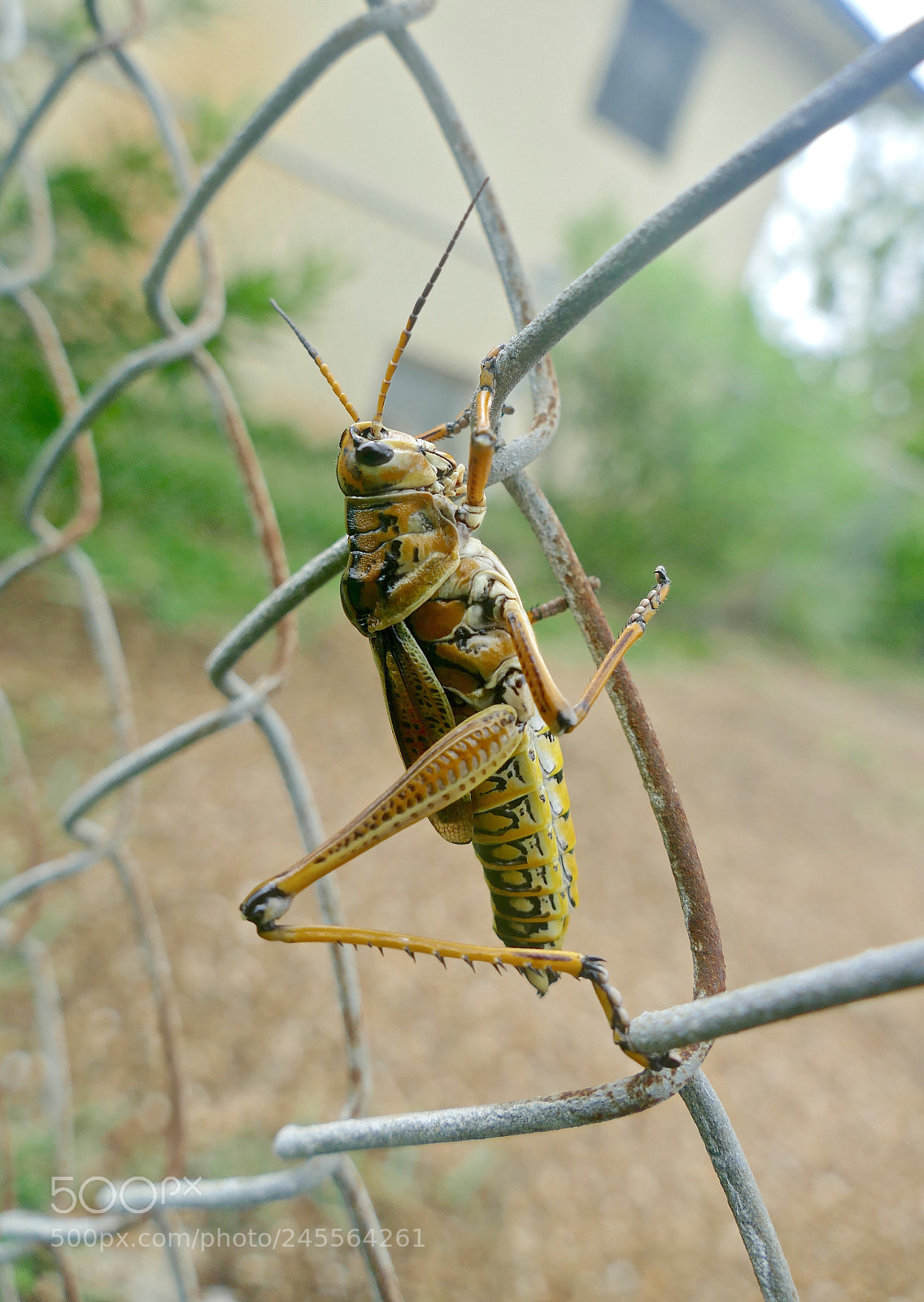 Panasonic Lumix DMC-FZ1000 sample photo. Grasshopper on a fence 1 photography