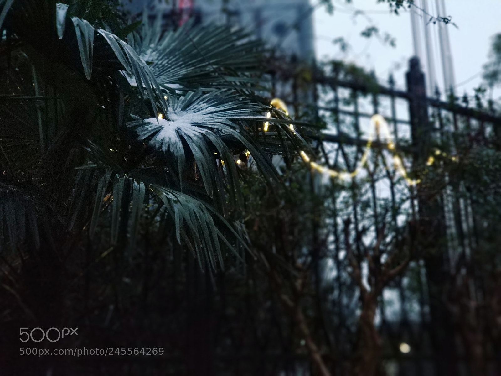 Xiaomi MI6 sample photo. Untitled photography