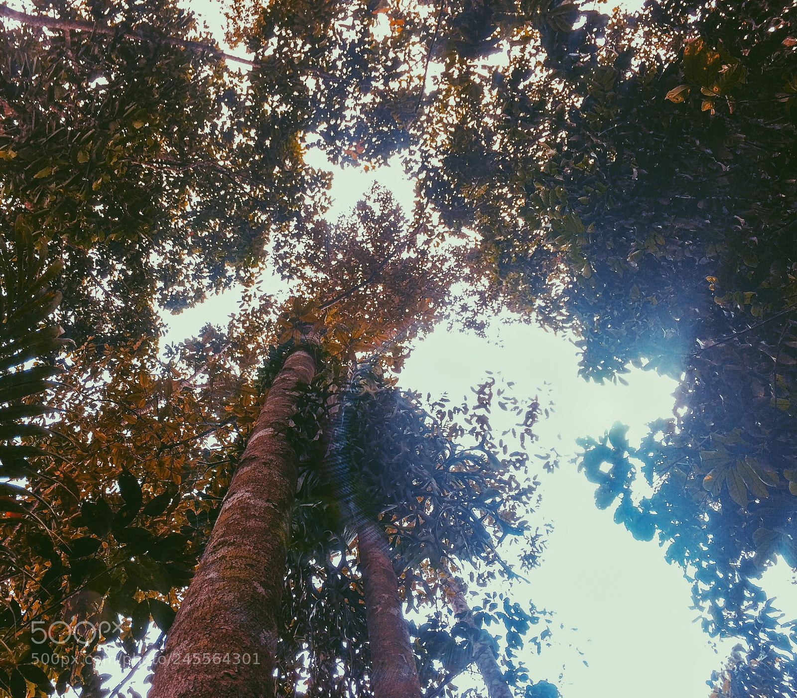 Apple iPhone 5s sample photo. Into the wood photography