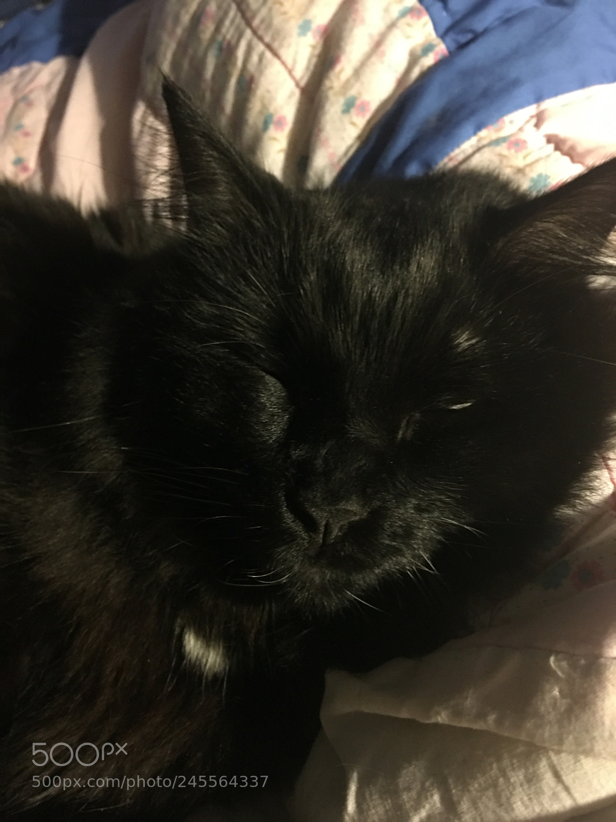 Apple iPhone 6s Plus sample photo. Sleepy whiskey kitty photography