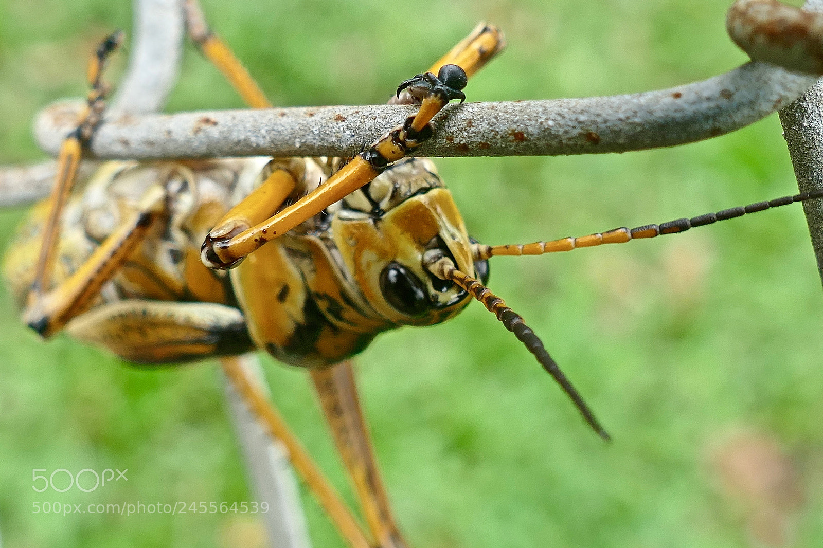 Panasonic Lumix DMC-FZ1000 sample photo. Grasshopper on a fence photography