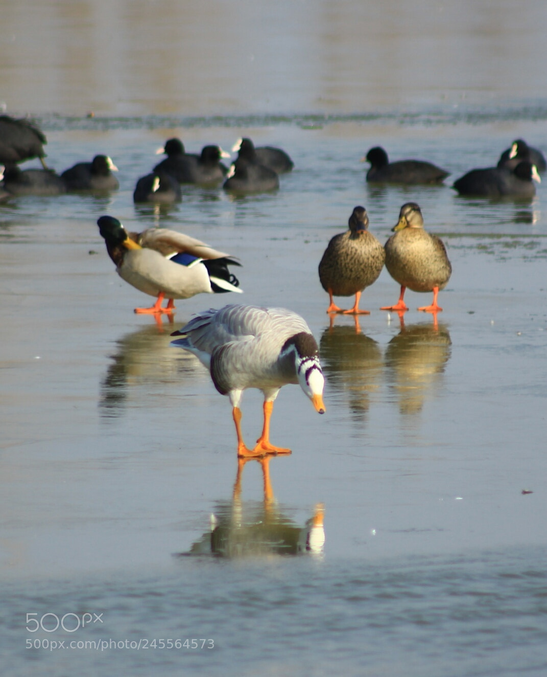 Canon EOS 60D sample photo. 顾影自怜 photography