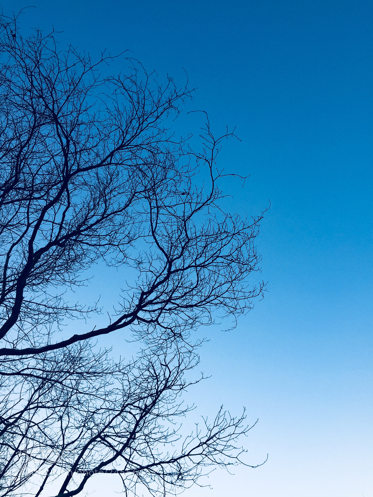 Apple iPhone 6 sample photo. Trees nature artsy outside photography