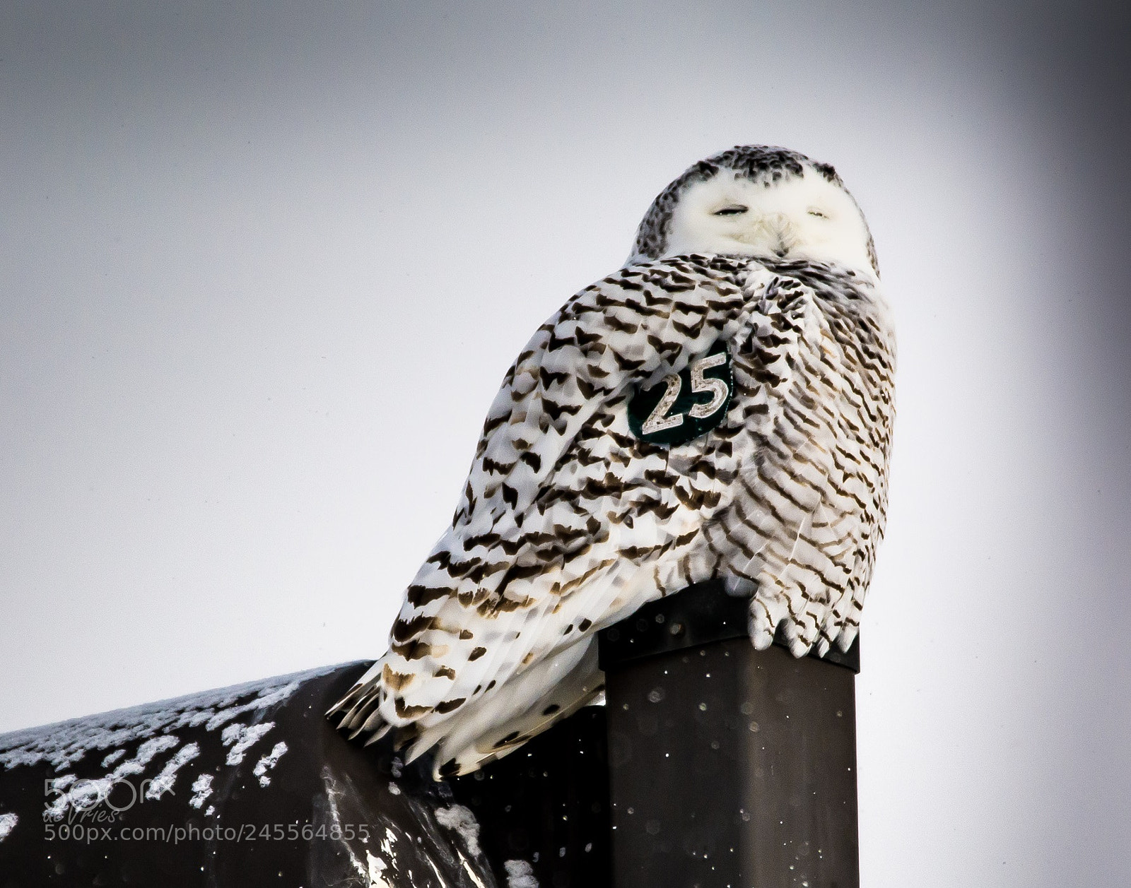 Nikon D7100 sample photo. The queen sits upon photography