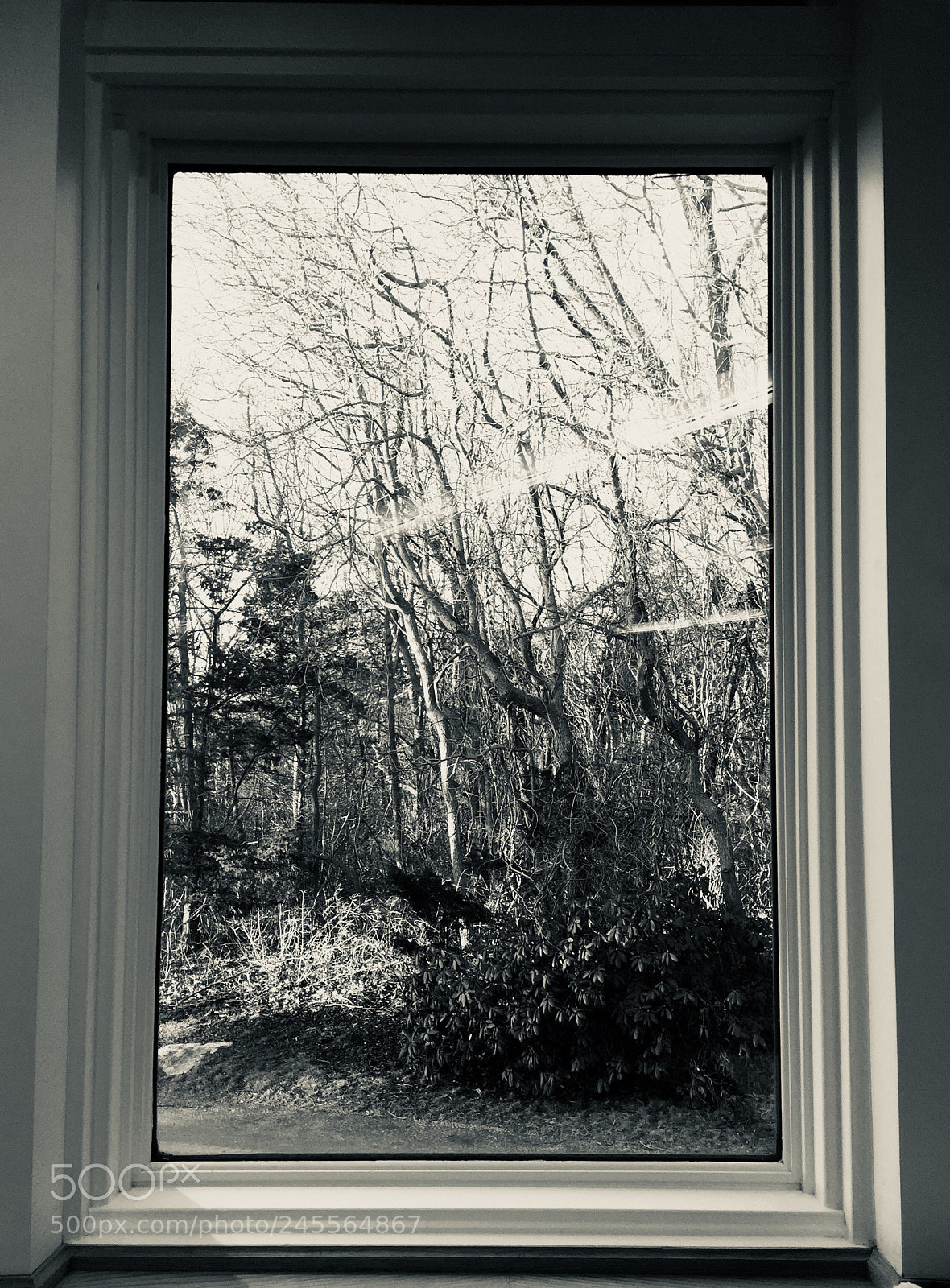 Apple iPhone 6 sample photo. #blackandwhite #frame #nature #trees photography