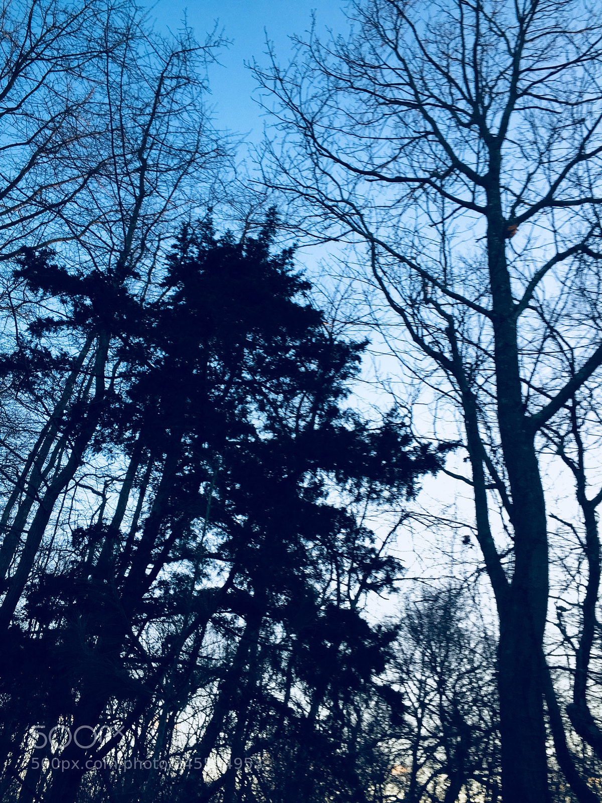 Apple iPhone 6 sample photo. Trees nature outside outdoors photography