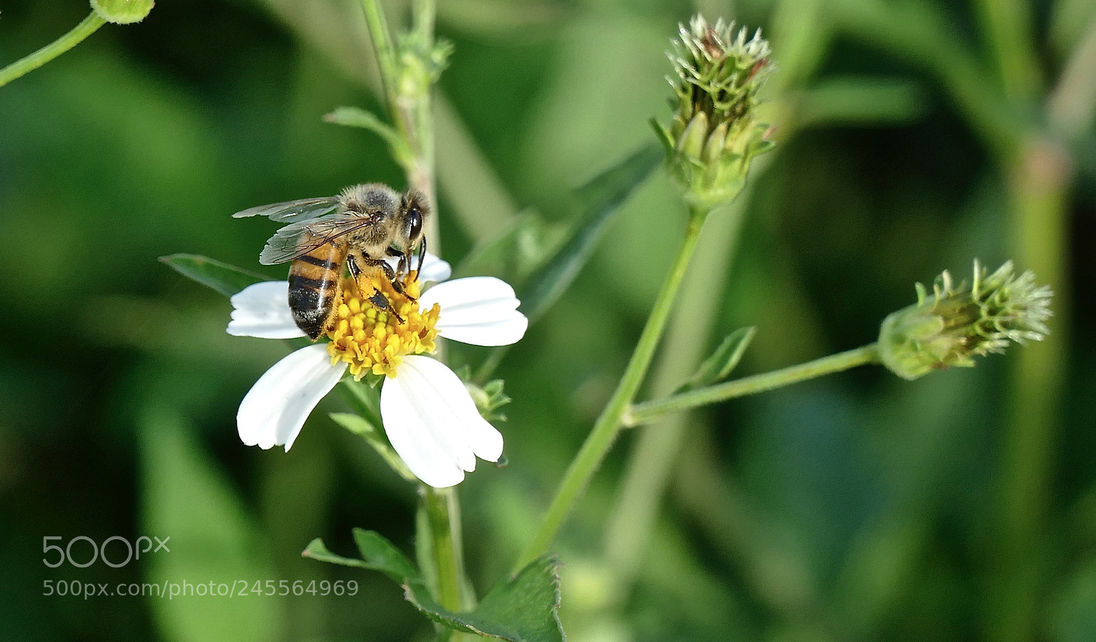 Panasonic Lumix DMC-FZ1000 sample photo. Busy bee photography