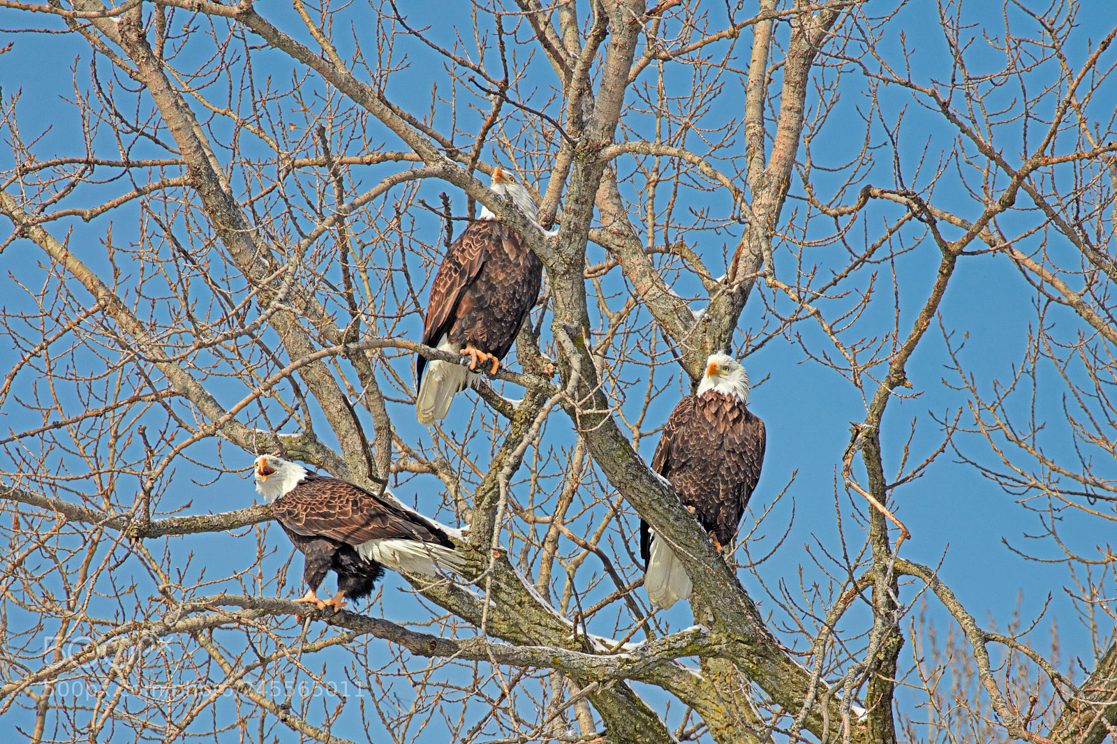 Canon EOS 5DS R sample photo. Eagle trifecta lab photography