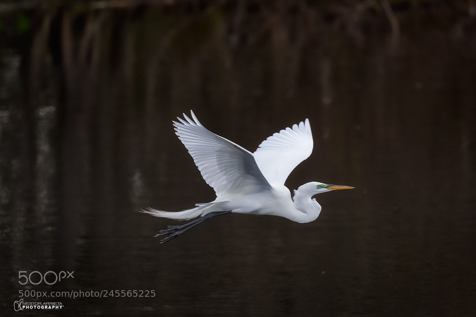 Canon EOS-1D X Mark II sample photo. Ardea albab photography