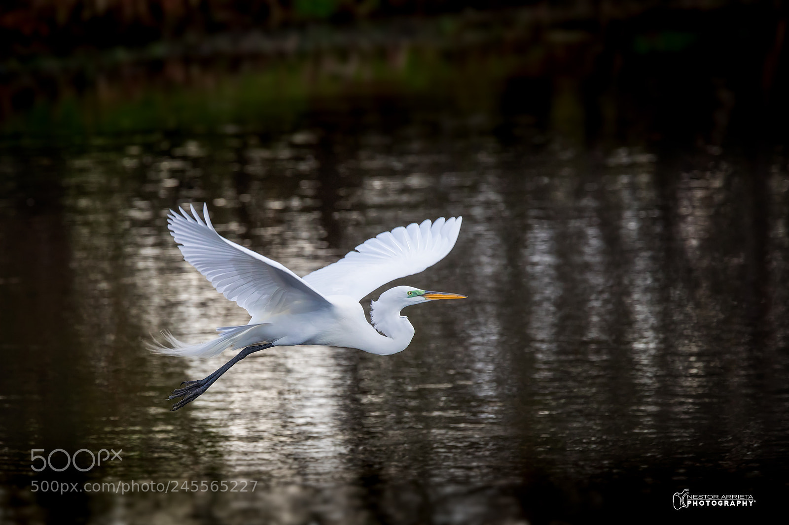 Canon EOS-1D X Mark II sample photo. Ardea alba photography