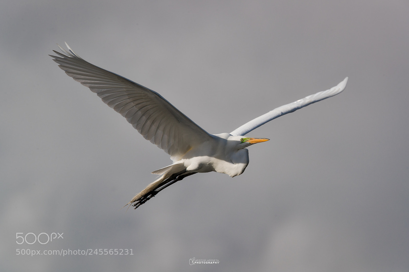 Canon EOS-1D X Mark II sample photo. Ardea albac photography
