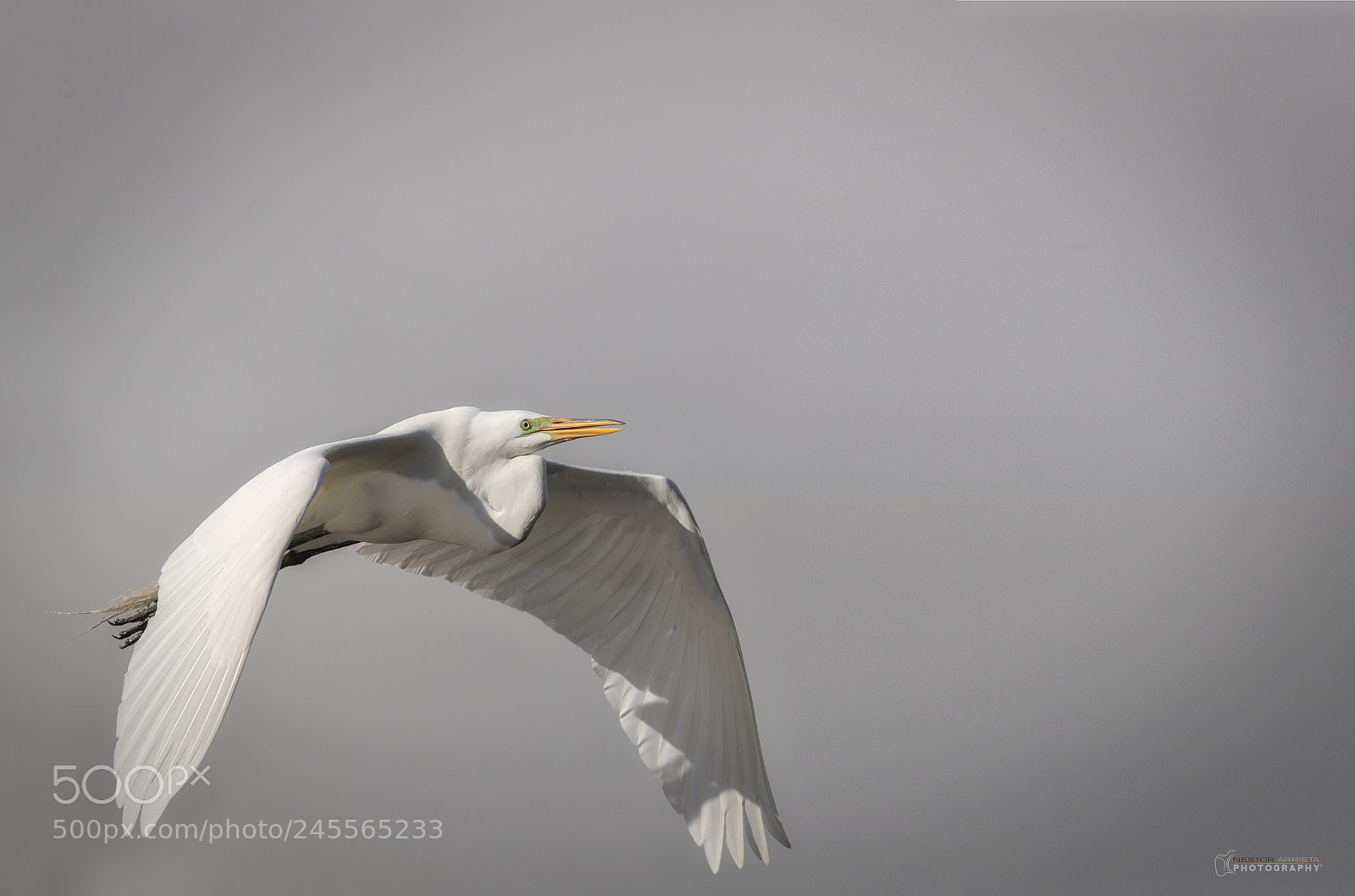 Canon EOS-1D X Mark II sample photo. Ardea albad photography