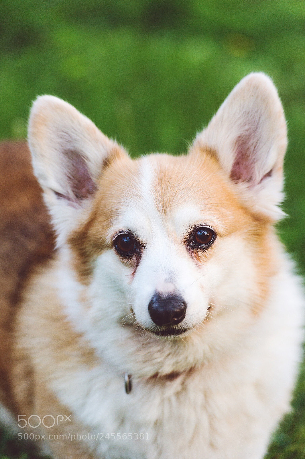 Nikon D3S sample photo. Abbie, one of the photography