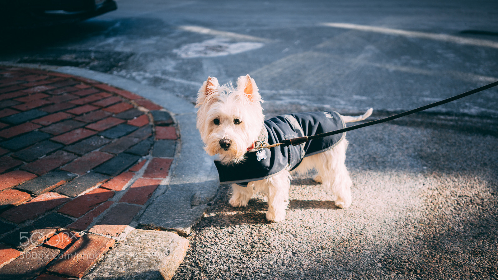 Sony a7R II sample photo. Annabella photography