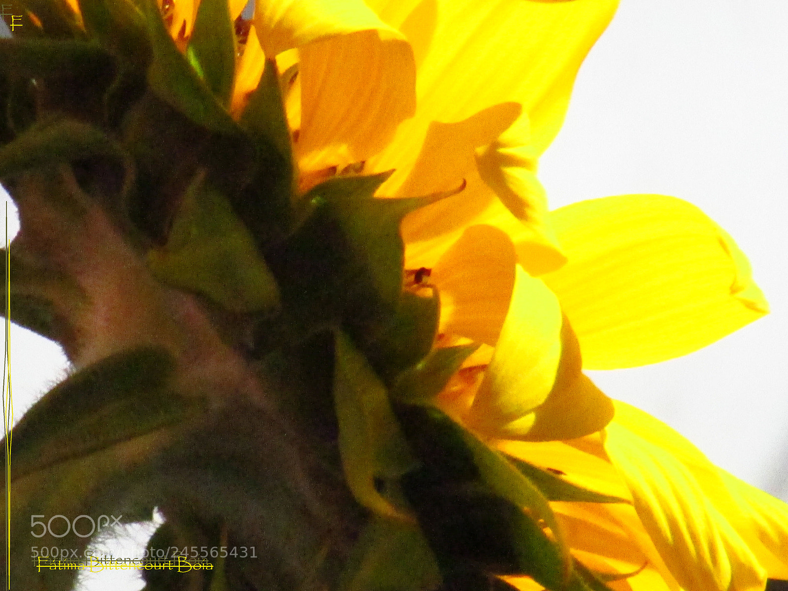 Canon PowerShot SX500 IS sample photo. 396.jpg photography
