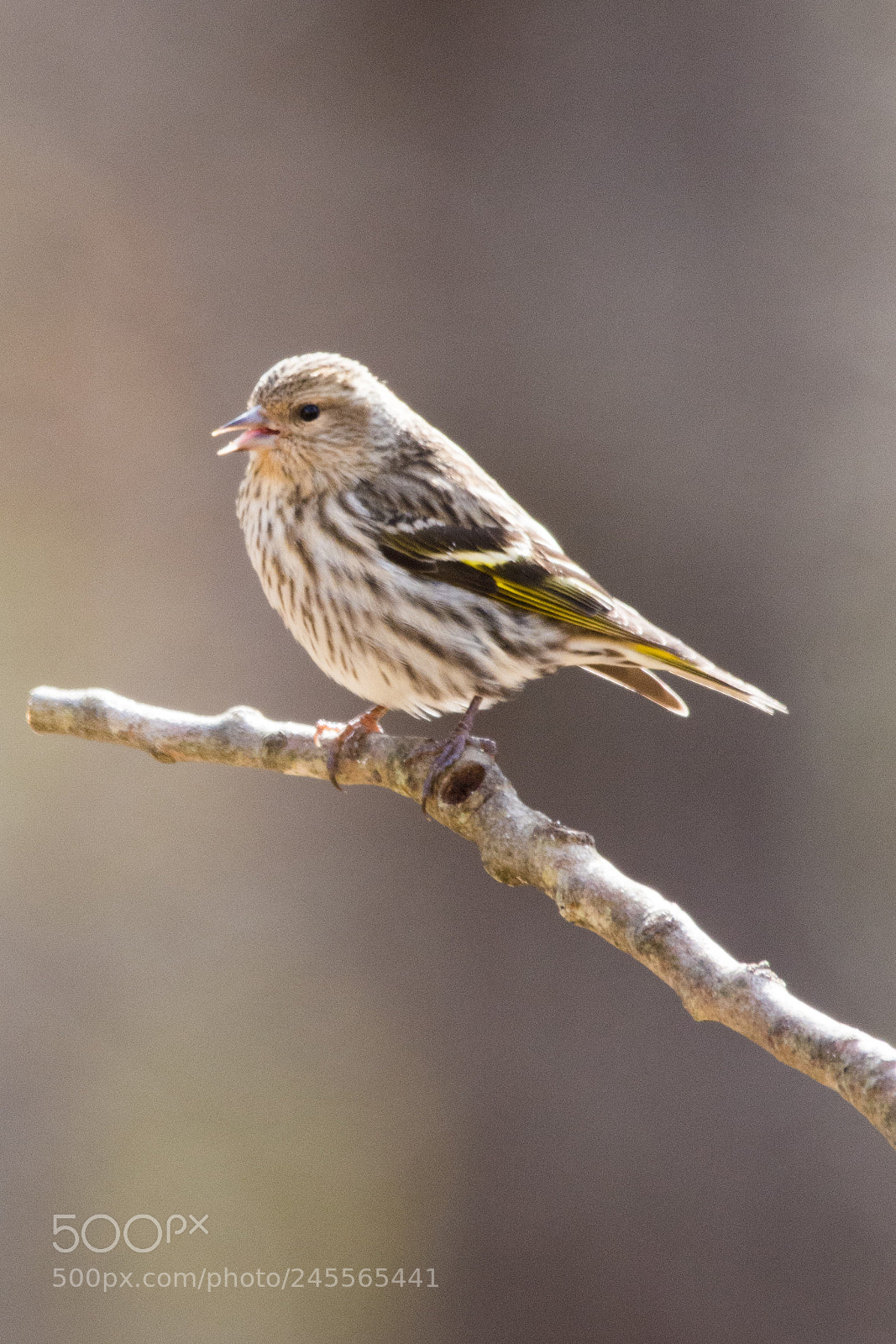 Nikon D7100 sample photo. Out on a limb photography